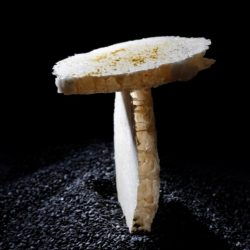 «Fotografia, l’ofici de fer art»